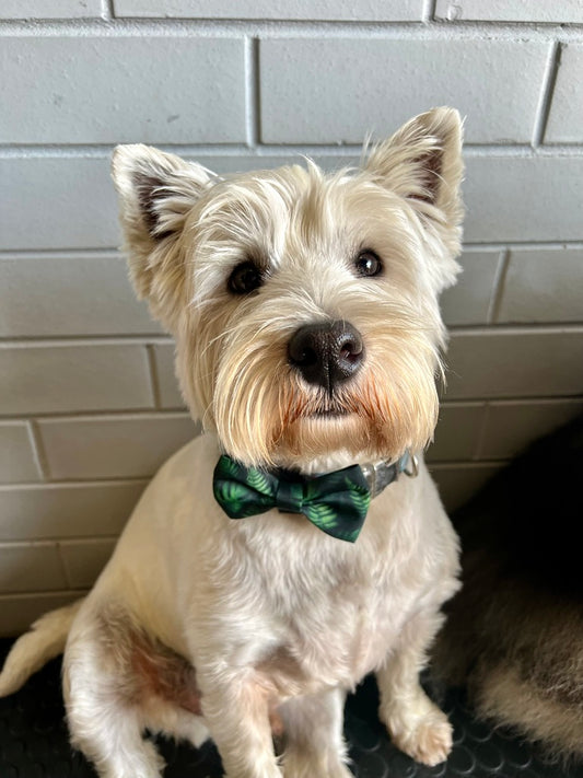 Jungle Bowtie