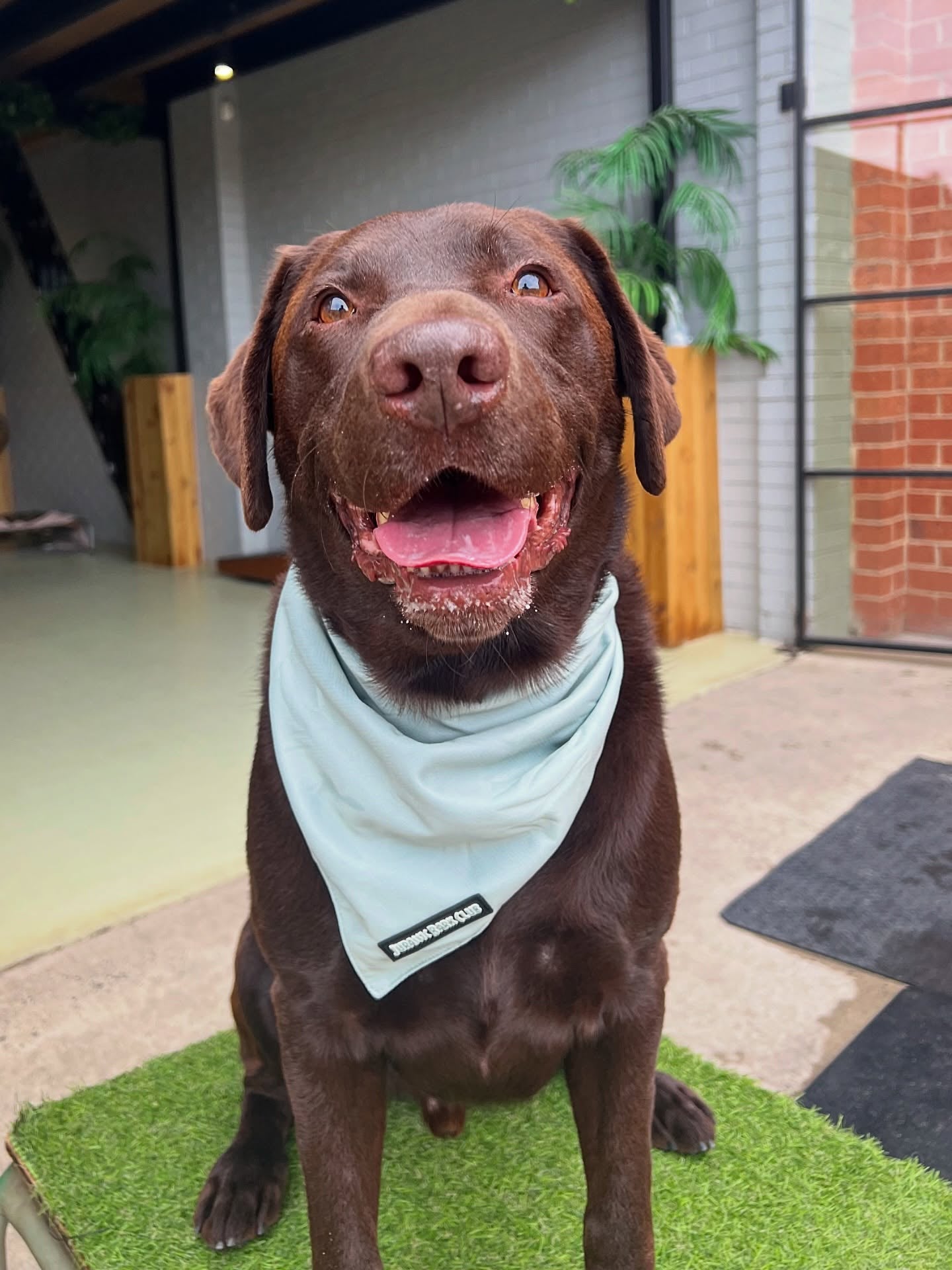 Sage Bandanna