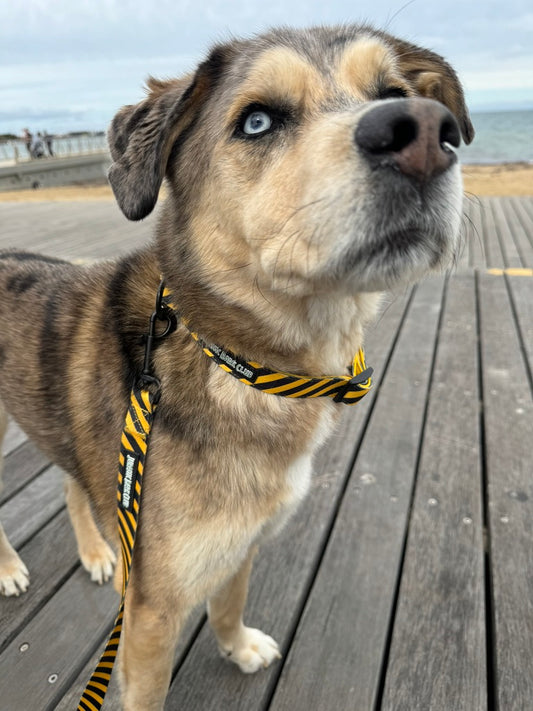 Hazard Collar