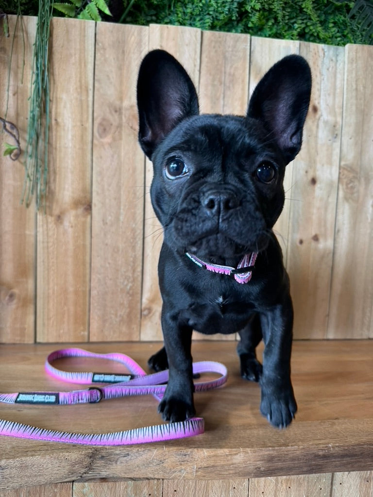 Sniffari Pink Collar