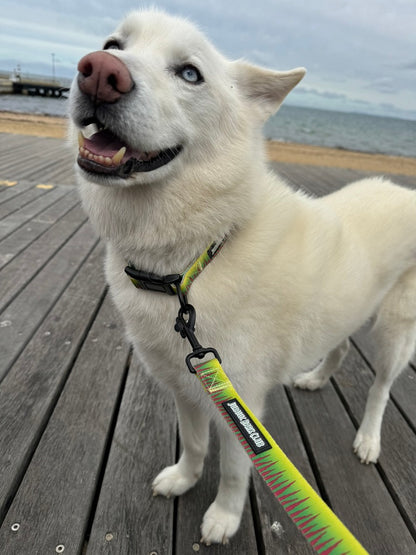 Sniffari Collar