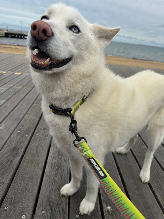Sniffari Collar