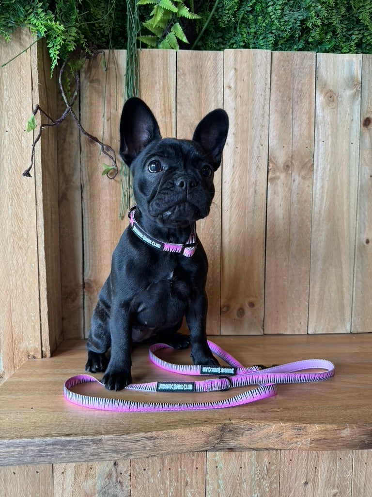 Sniffari Pink Lead